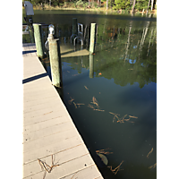 Day after the king tide York county Poquoson image